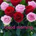 Shameen Ali (@alisameen799) Twitter profile photo