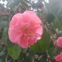 Victoria Maricela (@vickimarce) Twitter profile photo