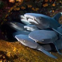 Sillies of the Sea ๐ต๐ธ (@silliesofthesea) 's Twitter Profile