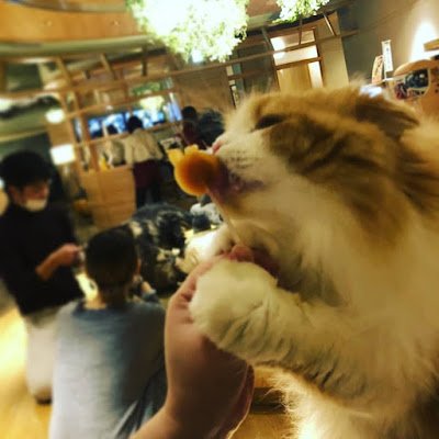 CUme29449556's profile picture. 人に興味がないです。 私が興味があるのはその人が経験したことや持っている知識その時の感情であり、その人自信に興味はないです。母からは「あなたは人見知りじゃなく人嫌い」と言われました。