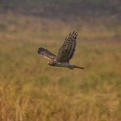 Rewild the ribble valley!