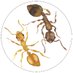 Social Insects Lab - JGU Mainz (@Social_insects) Twitter profile photo