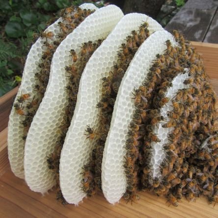 東京の離島【八丈島】で養蜂をしています🐝
2023年から主にイベントで蜂蜜販売開始🍯