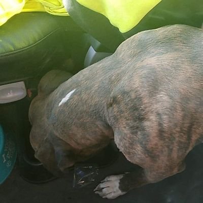 teepdoesthings's profile picture. 