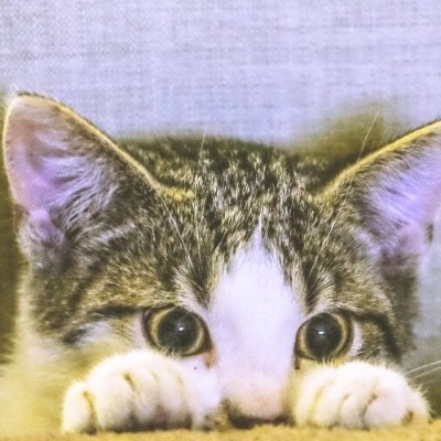 IXAW5gg6O2eafqx's profile picture. 猫飼いたい…/ネットで学んだ哲学的なことを発信する趣味垢です(^_-)-☆こういうの好きな人いたら大歓迎です☆苦手な人はスルーして下さい☆いつも明るく前向きに🌹／散歩とたまに読書/無言フォロー失礼します