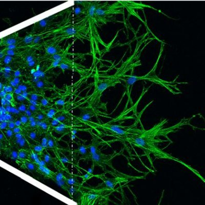 Challenging Science and technology devoted to tissue engineering for healing people. A  cheerful environment where nurture your talent and challenge your skills