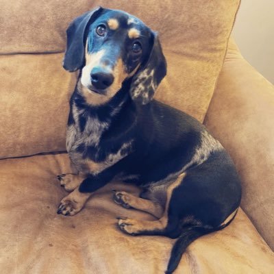 chazzatron's profile picture. .