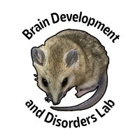 Brain Development and Disorders Lab(@ccd_research) 's Twitter Profile Photo