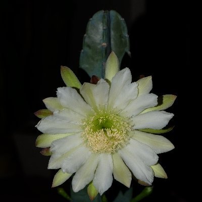 plzfearme's profile picture. 