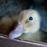 Humane Long Island | Duck Defenders(@DuckDefenders) 's Twitter Profile Photo