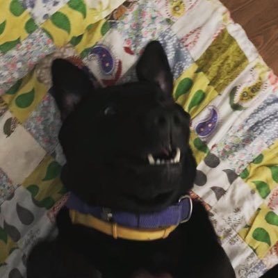 spacedoggod's profile picture. 