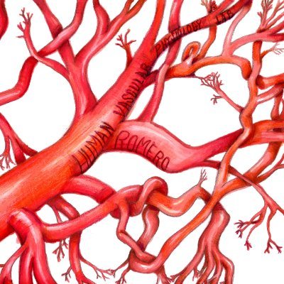 Our lab studies how the human vascular system adjusts and adapts to exercise and environmental stress in health and disease. PI - Steven Romero