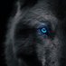 Wolf (@WolfAce2005) Twitter profile photo