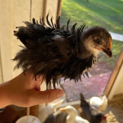 petriefarm's profile picture. Farm Fresh Eggs from Free Range Chickens