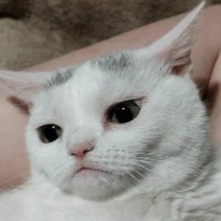 seyma| (@bennhalaruyada) 's Twitter Profile