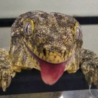 zngury's profile picture. 