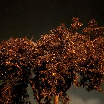 roomyht's profile picture. 