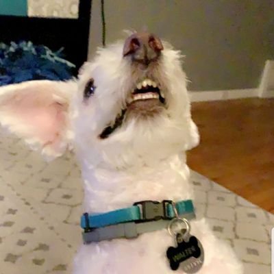 kessamariee's profile picture. 'Tongue-tied and twisted, just an earth-bound misfit'