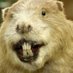 Castor Canadensis (@38_leek) Twitter profile photo Castor Canadensis (@38_leek) Twitter profile photo