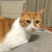 steen/スティーン (@steenalizer1) Twitter profile photo