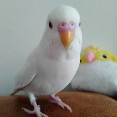 #セキセイインコ
#迷い鳥
#セキセイインコ保護

横須賀で迷子の白いセキセイインコを探してましたが、一週間後に45km先の川崎にて保護されてることがわかり、二週間後に再会出来ました。皆さんありがとうございます。

3/6横須賀→3/14川崎にて保護
→3/21再会·帰宅→3/23動物病院検査問題なし・食欲旺盛で元気