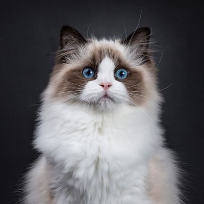LIN_felis19's profile picture.
