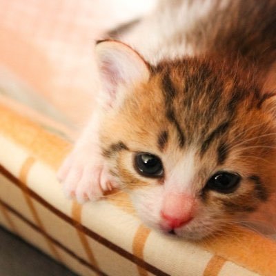 W障害者手帳+W指定難病+緑内障。 愛着障害、AC、依存症、発達障害、難病の生き辛垢。 今の課題はACで依存症の夫との再構築。