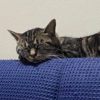 γ²γγπ (@bch9_8tl2) 's Twitter Profile