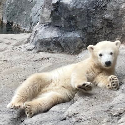 DGFw4CyObyeJCdp's profile picture. 2022年7月 右乳房の乳がん（ルミナルA、ホルモン受容体陽性/HER2陰性）と診断された40代の働く母です。 無言フォロー失礼します。2023年2月右乳房全摘出と太腿自家組織による同時再建→リンパ節転移判明のため2023/3よりddEC開始しました