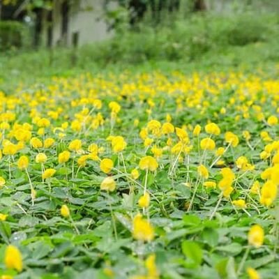 dhimpoksehat's profile picture. saya hanya seorang yang berusaha menggunakan bahasa Indonesia yang benar dengan baik,