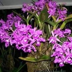 EDITHVILLA3 Profile Picture