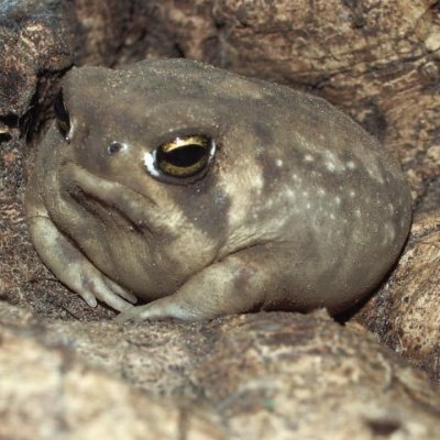 horrid creatureさんのプロフィール画像