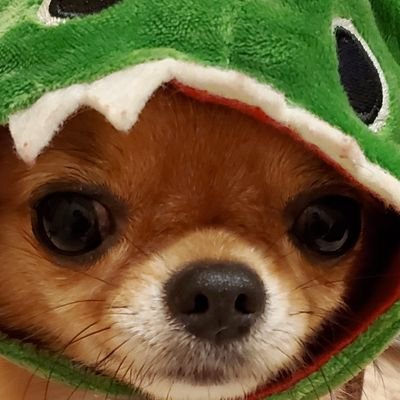 かわいい愛犬のチワワ4匹と楽しく暮らしてます。

49歳でFORTNITEにはまりにはまって日々奮闘中。
まだ駆け出しですが、YouTube 配信やってます。
 ［チャンネル名］ぺろチャン：https://t.co/PZtrZR08FY