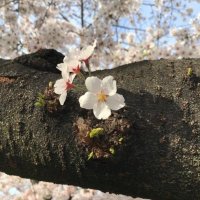 あかり🐯 (@zgblhuuretrud8p) 's Twitter Profile Photo