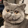 mozuku0518's profile picture. 2021.3.28生まれ/エキゾチックショートヘア/♂/もずくは三杯酢派　多忙につき返信できないことがあります
