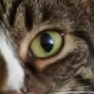 tdg1357's profile picture. I am.  🐜🦆😻