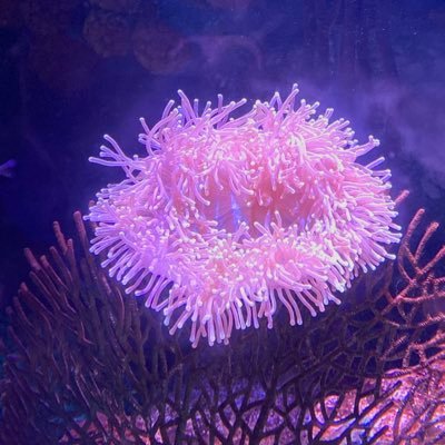 BossNamsaeng's profile picture. 