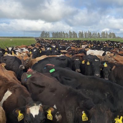 Passion for dairy🐄 dairy farming in nz 🐄