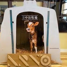 北海道湧別町にある中谷牧場です！ 牧場で搾っているジャージーのA2ミルクを使った製品を自社工場ARBOで製造して販売しています。 牧場では、従業員を募集しています！#中谷牧場 #ARBO #求人 #アイス #ジェラード #カフェ #農業 #酪農 #北海道 #牛乳 #食事 #健康 #若里ジャージーミルク工房　#猫　#牧場