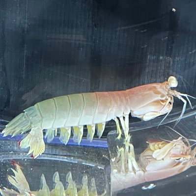 こしだいさんのプロフィール画像