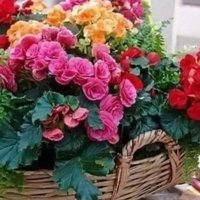 ام فاطمة (@amfatmt87431942) Twitter profile photo