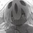 ぞすぞすのアイコン