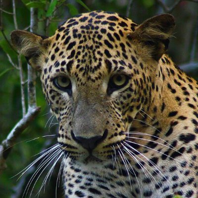 PriyalM1's profile picture. 🤍 🧑🏽‍🎓👨‍💼🥇🏆 🏏💰