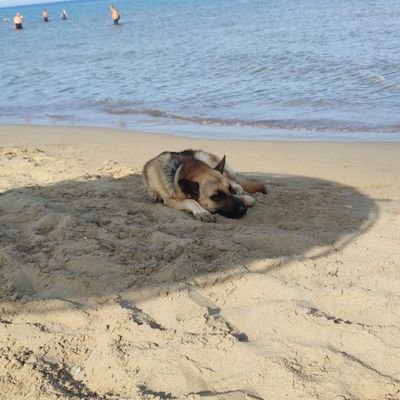 niazihj's profile picture. 