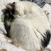 Wormie (@clingycat) Twitter profile photo Wormie (@clingycat) Twitter profile photo