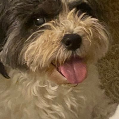 NicoKl17's profile picture. “Who controls the past controls the future. Who controls the present controls the past.” Original Truth Community