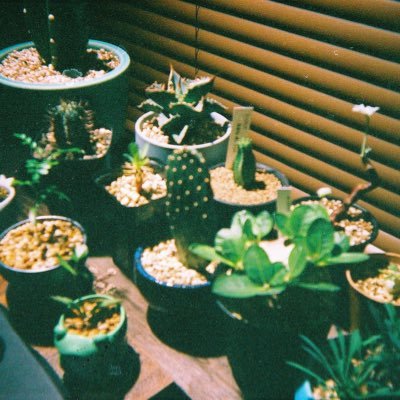 旅行🛩 | 植物🪴 | 爬虫類🦎 | 金魚🐟 | メダカ🐟 | イッヌ🐕 | 生き物全般🐈 | 雑貨🧸 | 映画📽 | 写真📷 | TOP4🎮 | サウナ岩盤浴🧖‍♀️ 趣味をのんびりと。。。