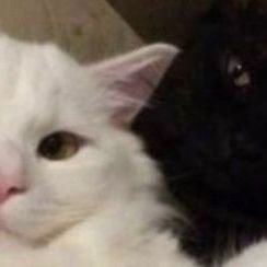 DOBIL0VER's profile picture. 