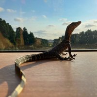 じゅな (@juna_rep) 's Twitter Profile