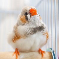 ごま と あんこ さし餌中🍼 (@dosukoi_finch) 's Twitter Profile Photo